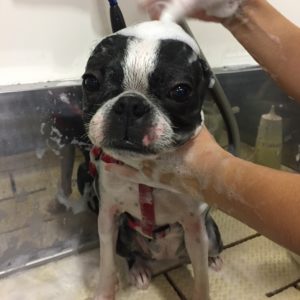 シャンプーボストン