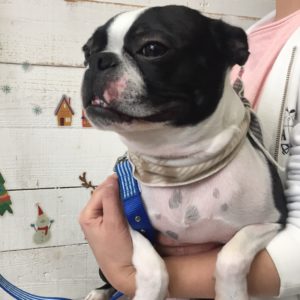 仕上がりボストン