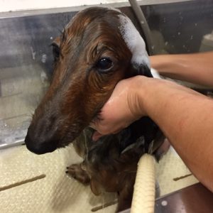 シャンプーダックス