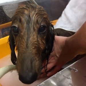 お風呂ダックス