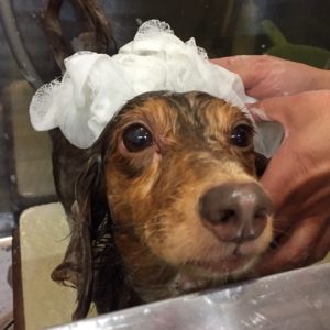 シャンプーダックス