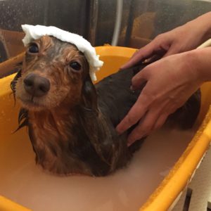 お風呂ダックス