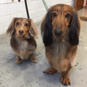 仕上がりダックス