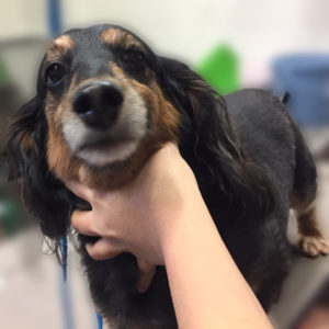 よろしくダックス