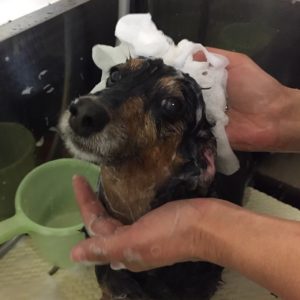 シャンプーダックス