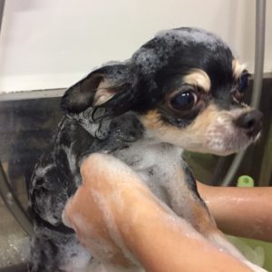 シャンプーチワワ