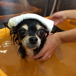 お風呂チワワ