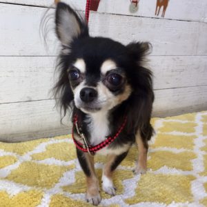 仕上がりチワワ