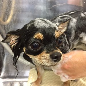 シャンプーチワワ