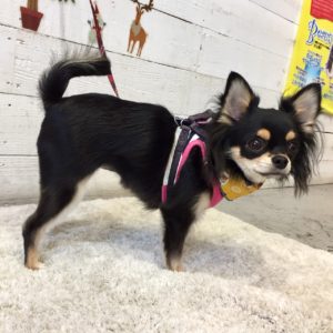 仕上がりチワワ