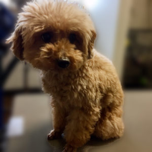 よろしくトイプー