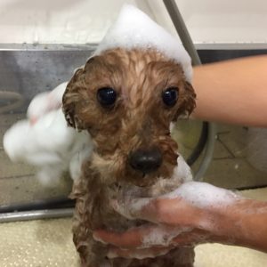 シャンプートイプー