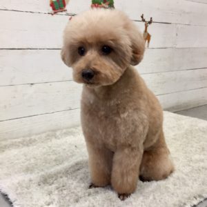 仕上がりトイプー