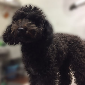 よろしくトイプー