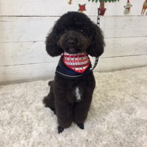 仕上がりトイプー