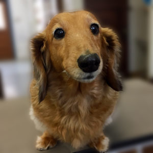 よろしくダックス