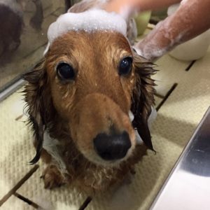 シャンプーダックス