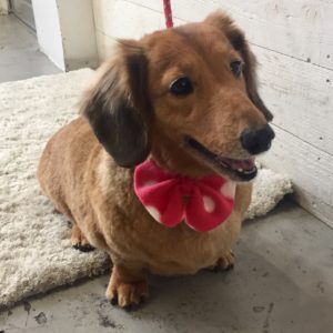 仕上がりダックス