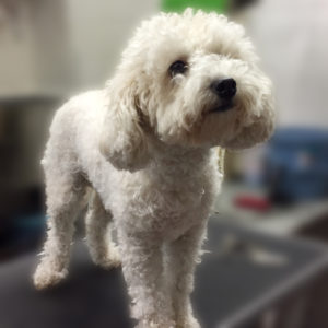 よろしくトイプー