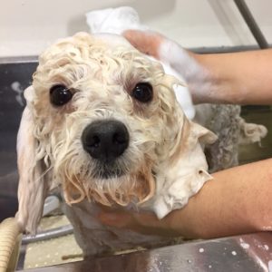 シャンプートイプー