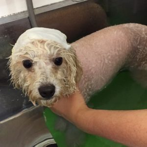 お風呂トイプー