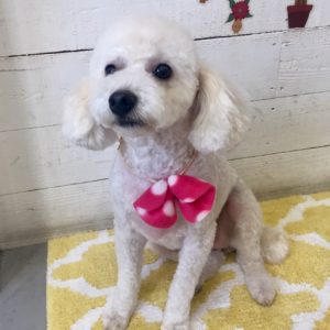 仕上がりトイプー