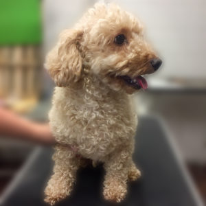 よろしくトイプー