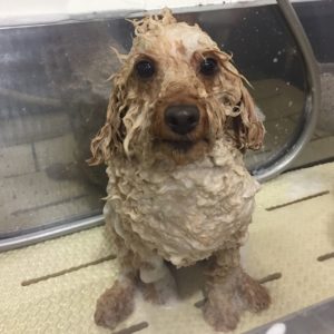 シャンプートイプー