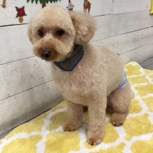 仕上がりトイプー