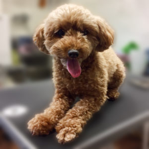 よろしくトイプー