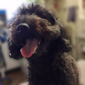 よろしくトイプー