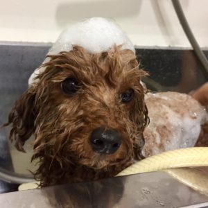 シャンプートイプー