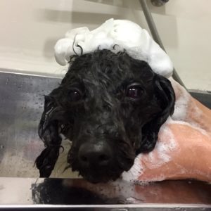 シャンプートイプー