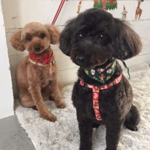 仕上がりトイプー