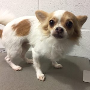よろしくチワワ