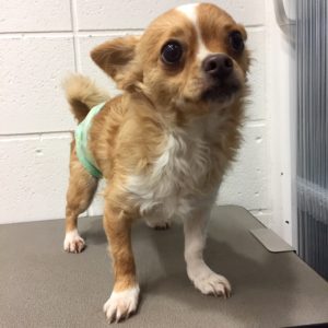 よろしくチワワ