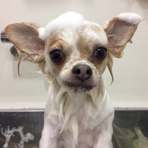 シャンプーチワワ