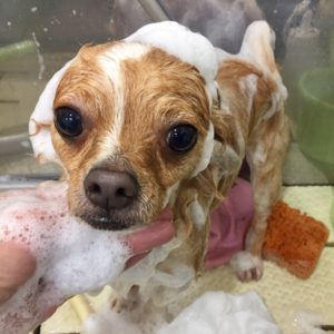 シャンプーチワワ