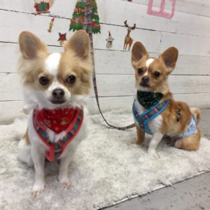 仕上がりチワワ