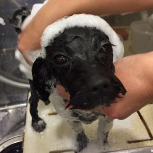 シャンプーミックス