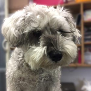 よろしくMシュナ