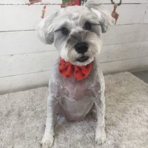 仕上がりMシュナ