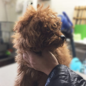 よろしくトイプー