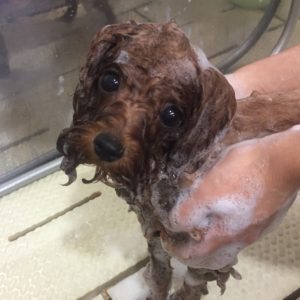 シャンプートイプー