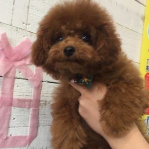 仕上がりトイプー