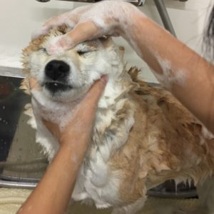 シャンプーしば