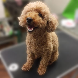 よろしくトイプー