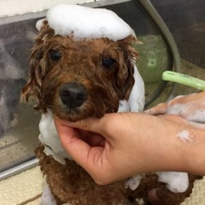 シャンプートイプー