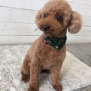 仕上がりトイプー