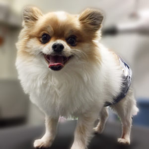 よろしくミックス